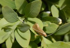 Langhornmotte (Nematopogon swammerdamella) - Zum Dritten