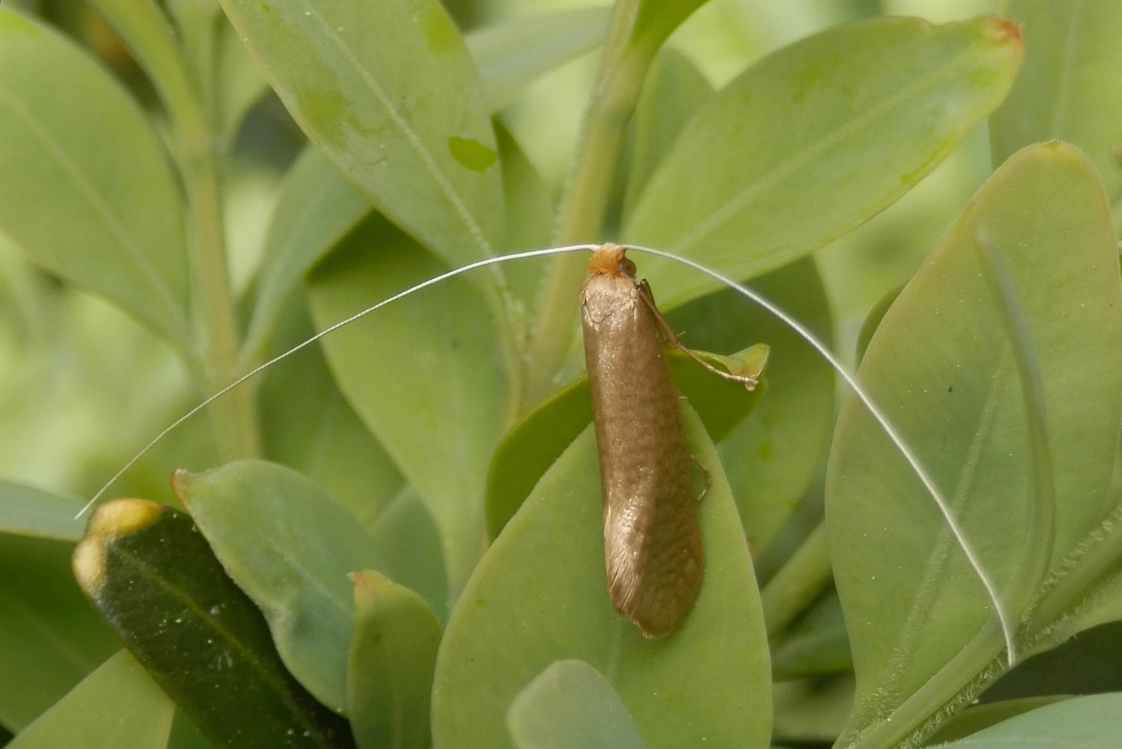 Langhornmotte (Nematopogon swammerdamella) - Zum Zweiten