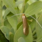 Langhornmotte (Nematopogon swammerdamella) - Zum Zweiten