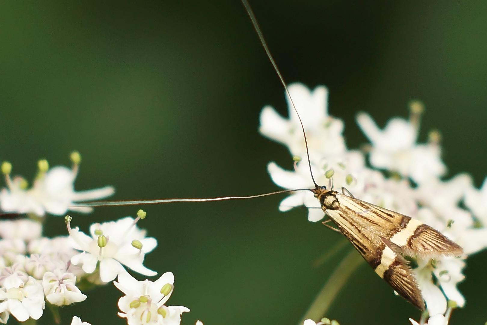 Langhornmotte   (Nemophora degeerella)