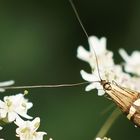 Langhornmotte   (Nemophora degeerella)