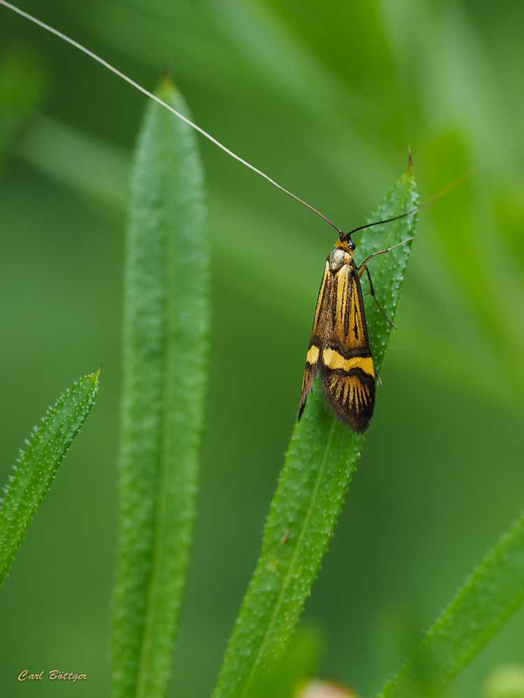 Langhornmotte - Nemophora degeerella