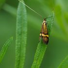 Langhornmotte - Nemophora degeerella