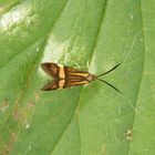 Langhornmotte Nemophora degeerella