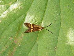 Langhornmotte Nemophora degeerella