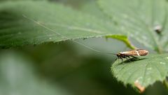 Langhornmotte (Nemophora degeerella)