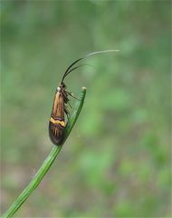 Langhornmotte Nemophora degeerella