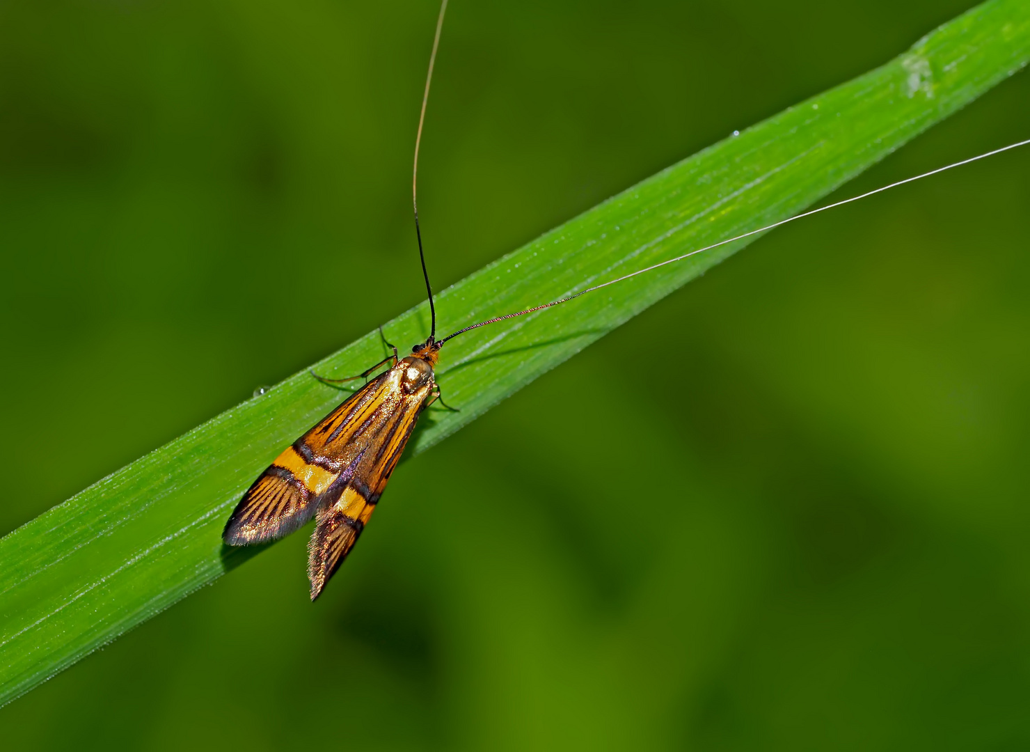 Langhornmotte (Nemophora degeerella?) * - La Coquille d'or.