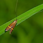 Langhornmotte (Nemophora degeerella?) * - La Coquille d'or.