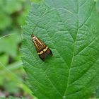 Langhornmotte Nemophora degeerella, Männchen