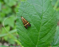 Langhornmotte Nemophora degeerella, Männchen