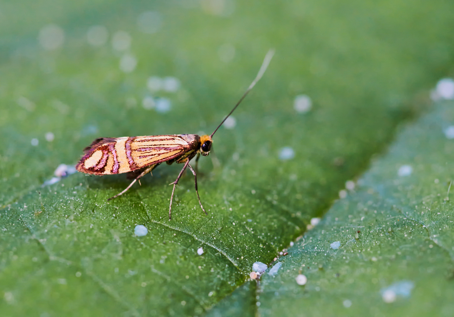 Langhornmotte Nemophora ochsenheimerella)