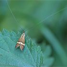 Langhornmotte (Nemophora spec.)