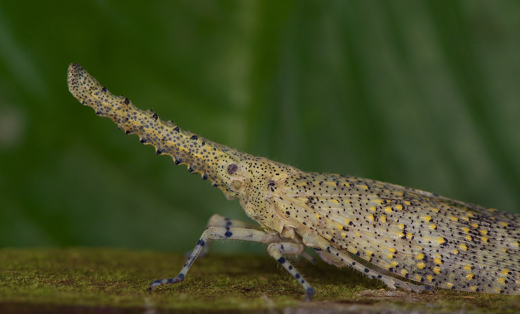 Langhornzikade aus dem Tropischen Regenwald von Borneo