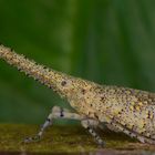 Langhornzikade aus dem Tropischen Regenwald von Borneo