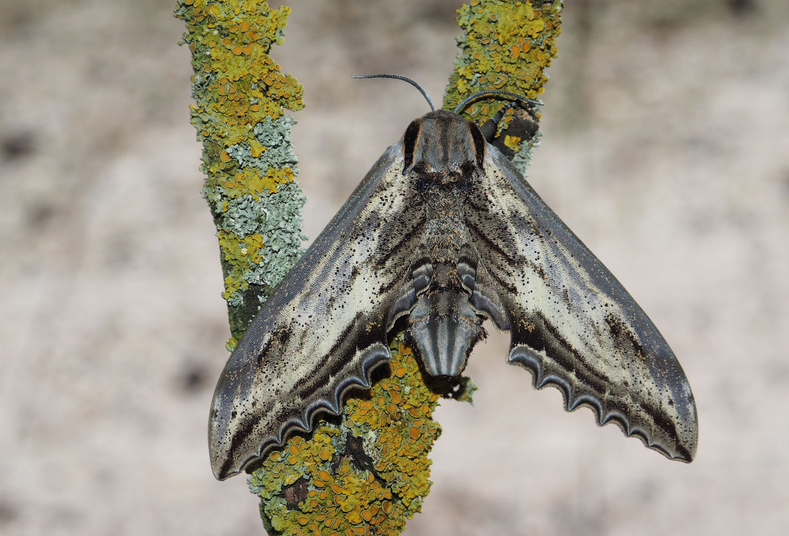 Langia zenzeroides