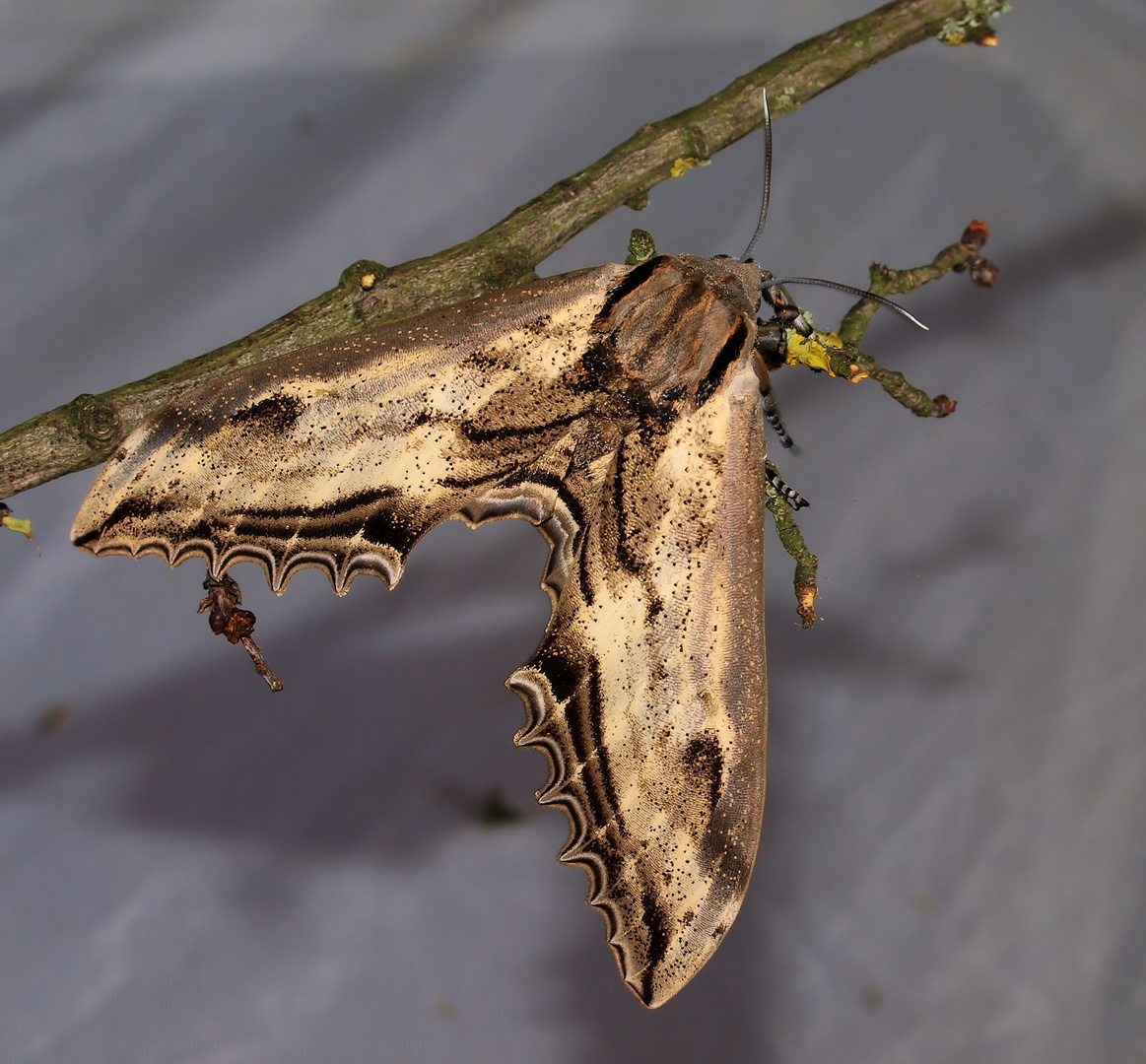 Langia zenzeroides Mädchen Foto & Bild | tiere, haustiere, terraristik