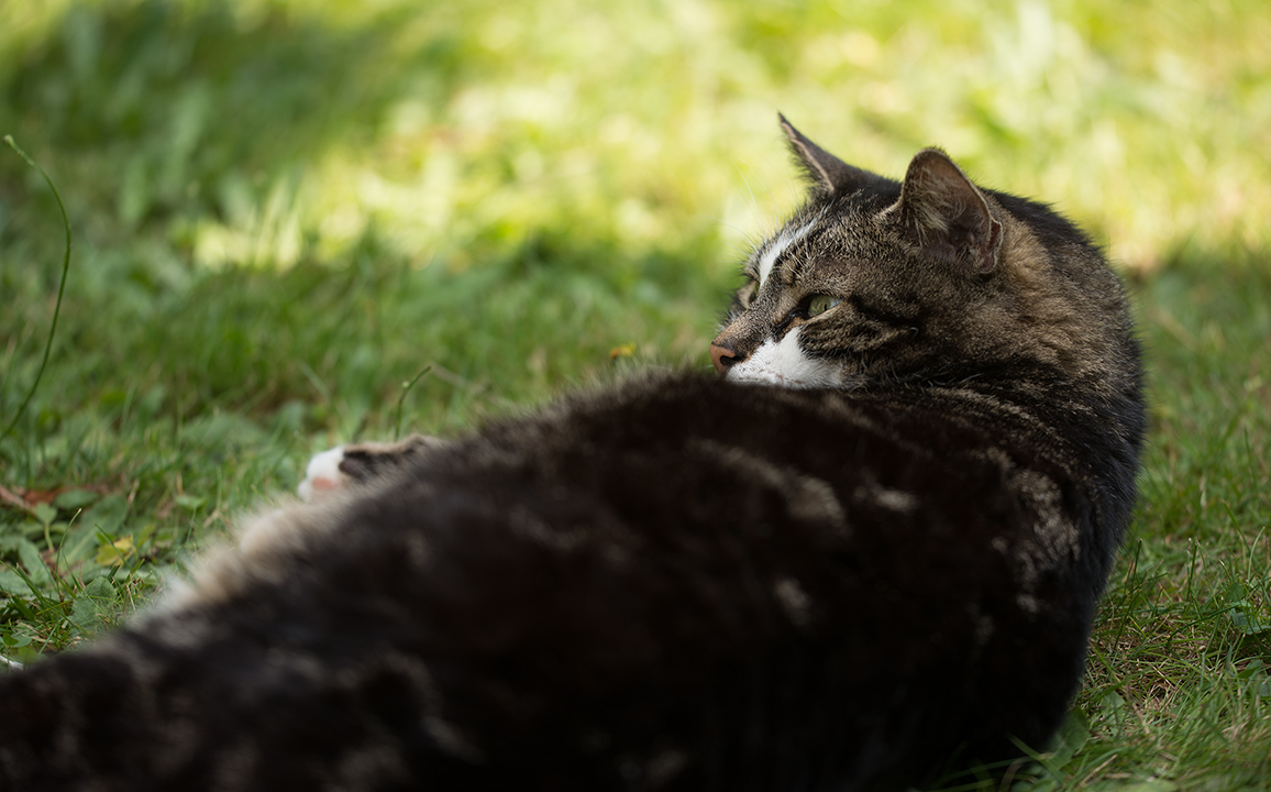 Langkater -oder- was kommt denn da von Links?