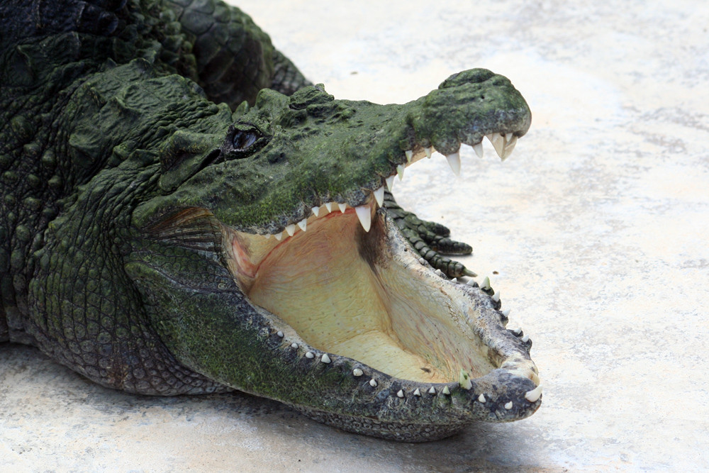 Langkawi crocodile farm