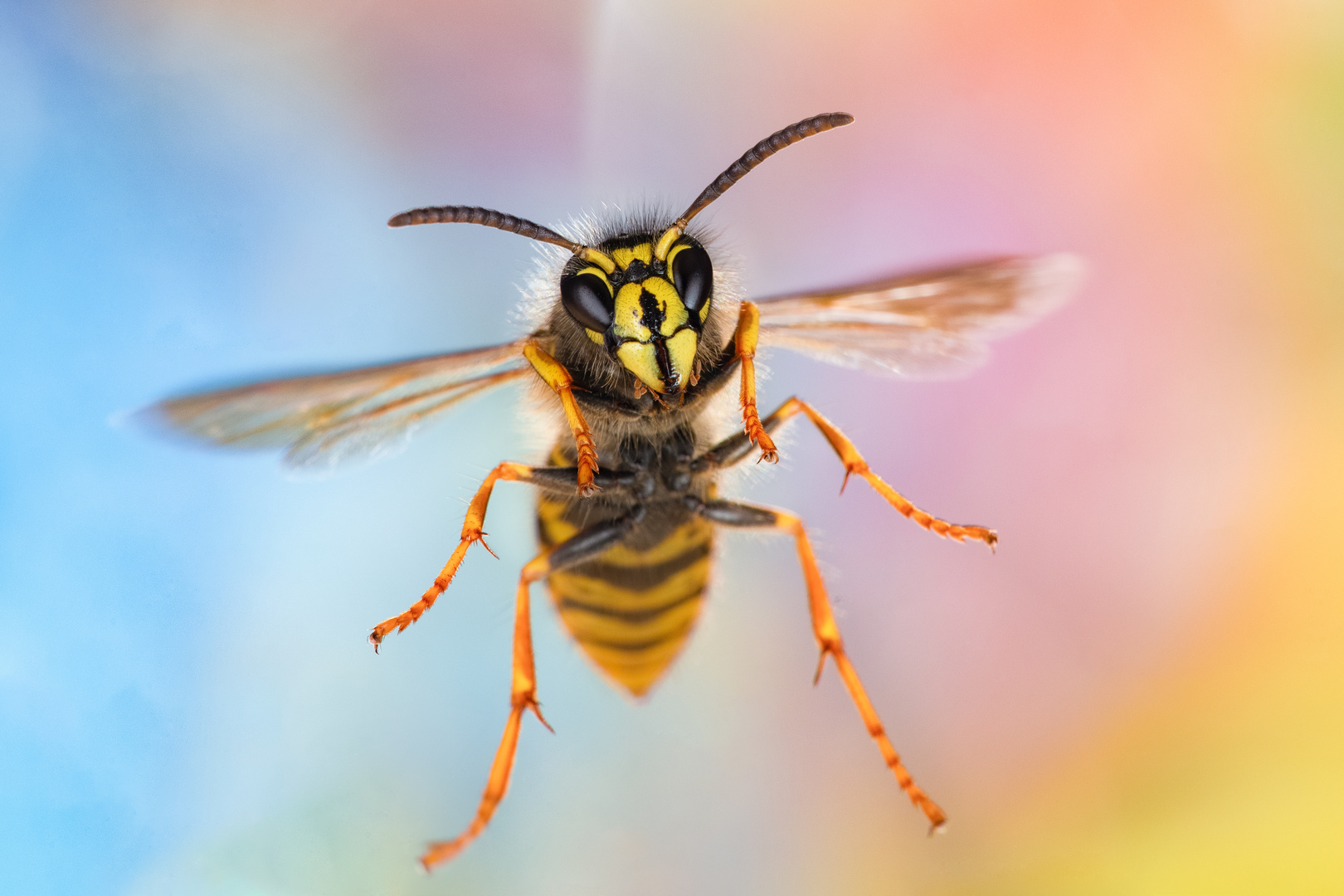 Langkopf Wespe (Dolichovespula saxonica) im Anflug.