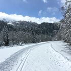 Langlauf am Rhein