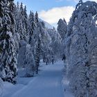 Langlaufen im Rheinwald