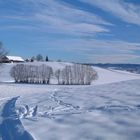 Langlaufloipe hinter Ratzenried bei Wangen im Allgäu