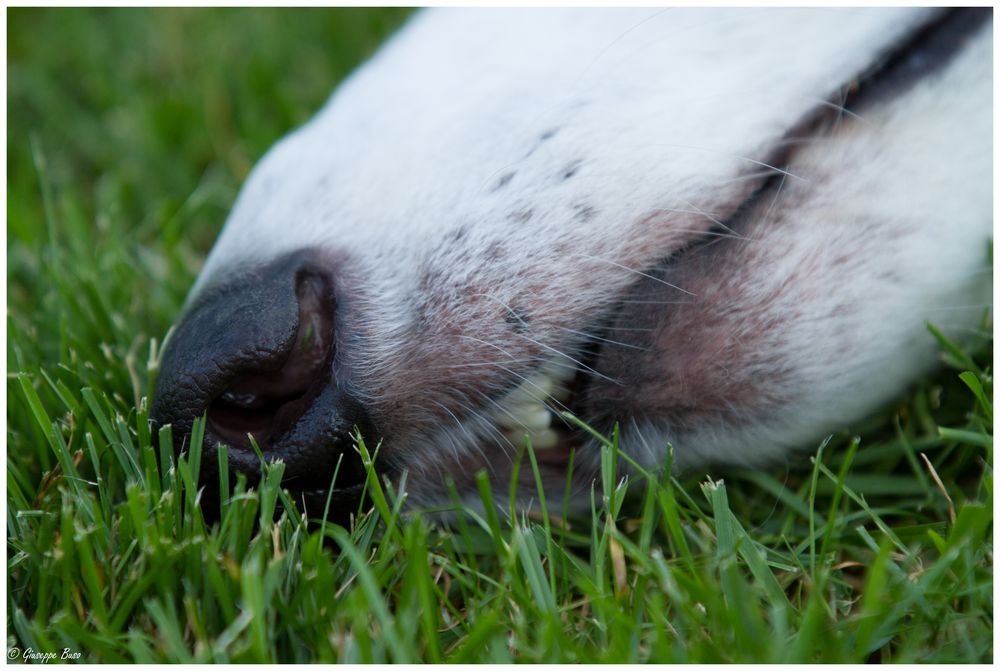 Langnase im Gras