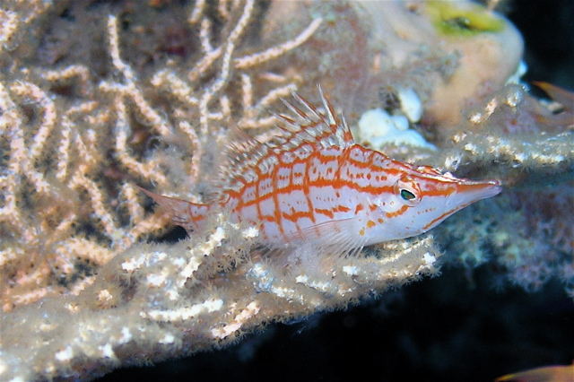 langnasen buschel barsch/ long nose hawkfish