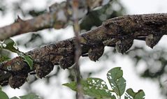 Langnasen-Fledermäuse in Reih' und Glied.