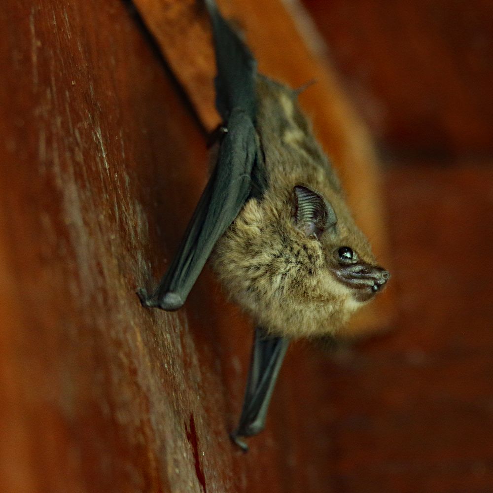 Langnasen-Fledermaus am Schlafplatz einer Lodge.