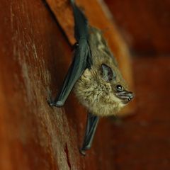 Langnasen-Fledermaus am Schlafplatz einer Lodge.