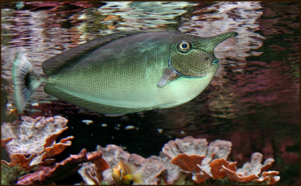 Langnasen- Nasendoktorfisch