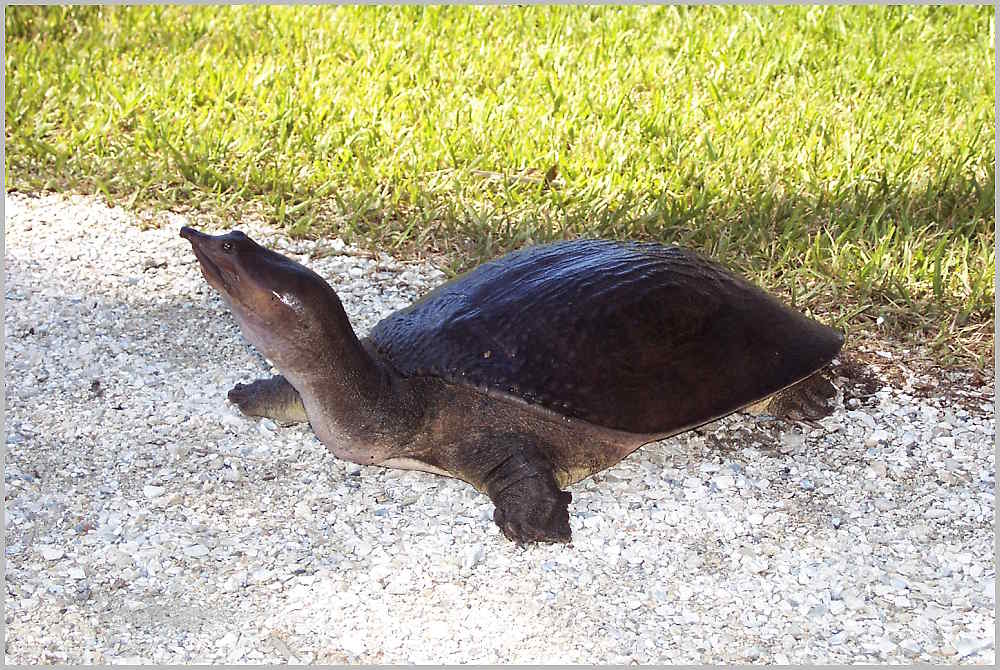 Langnasen-Schildkröte...