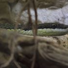 Langnasen-Strauchnatter - fotografiert im Reptilienzoo Regensburg