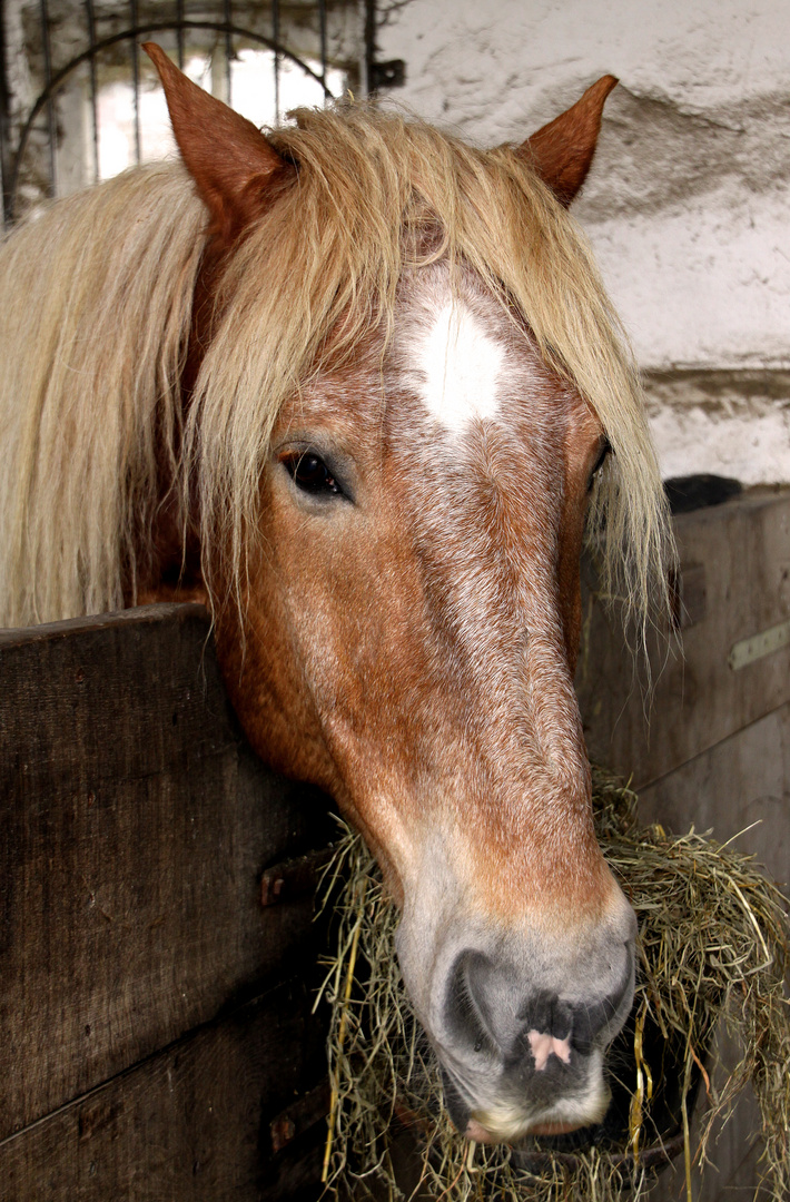 Langnasenhirsch