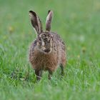 ~   Langohrmeerschweinchen   ~