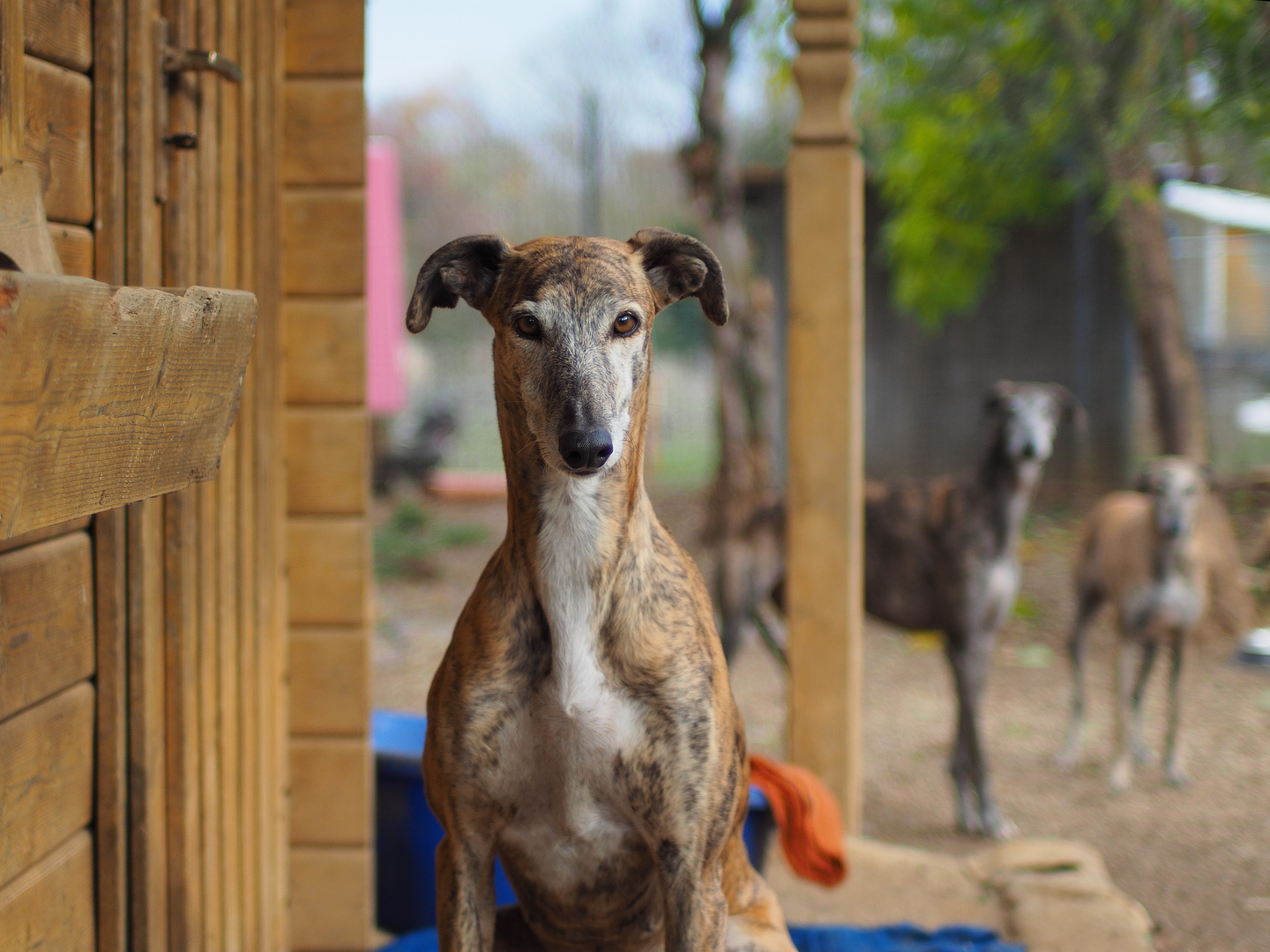 Langosta, Galga 8 Jahre alt