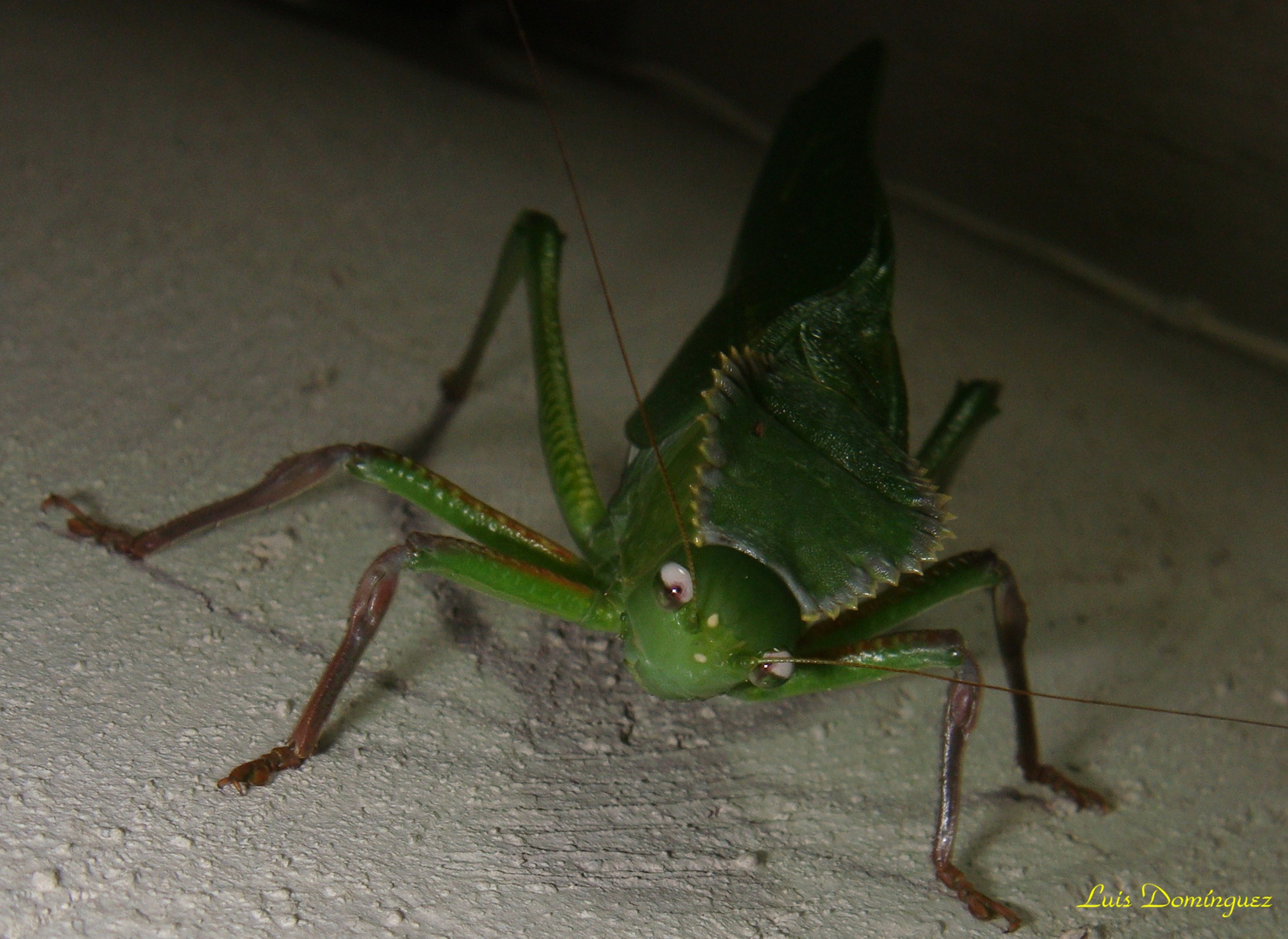 Langosta o Saltamonte Verde (Tettigonia Viridissima)