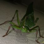 Langosta o Saltamonte Verde (Tettigonia Viridissima)