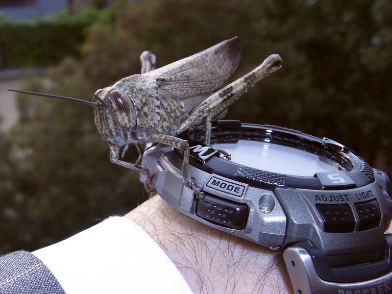 Langosta sobre el reloj