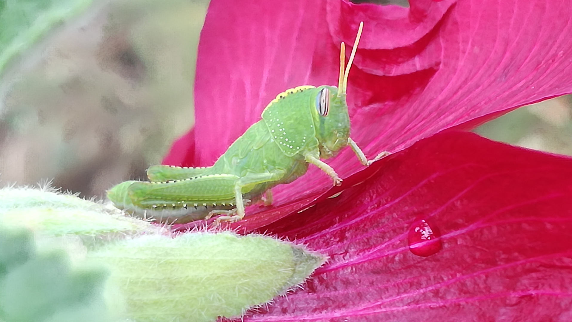 Langosta verde