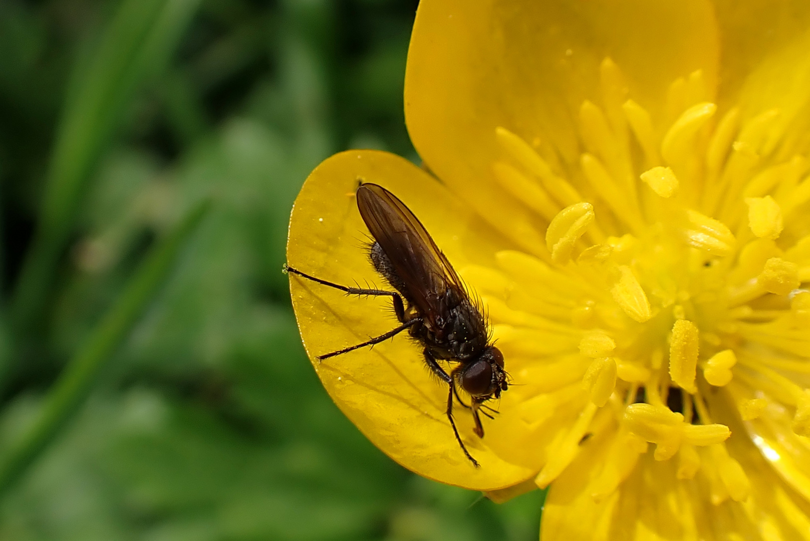 langrüsselige Fliege