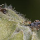 Langrüsslige Stockrosenspitzmäuschen