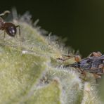 Langrüsslige Stockrosenspitzmäuschen