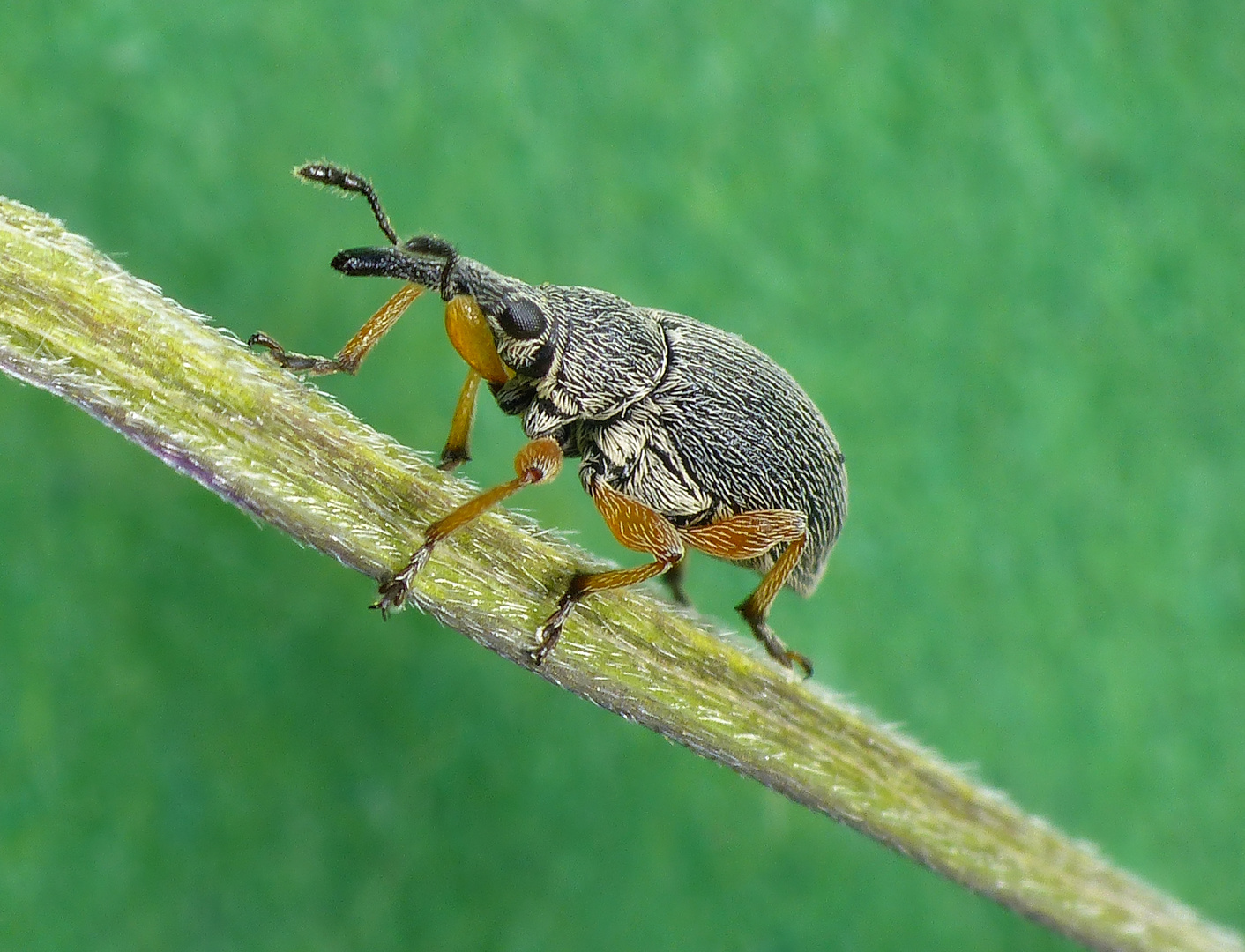 Langrüssliges Stockrosen-Spitzmäuschen (Rhopalapion longirostre)