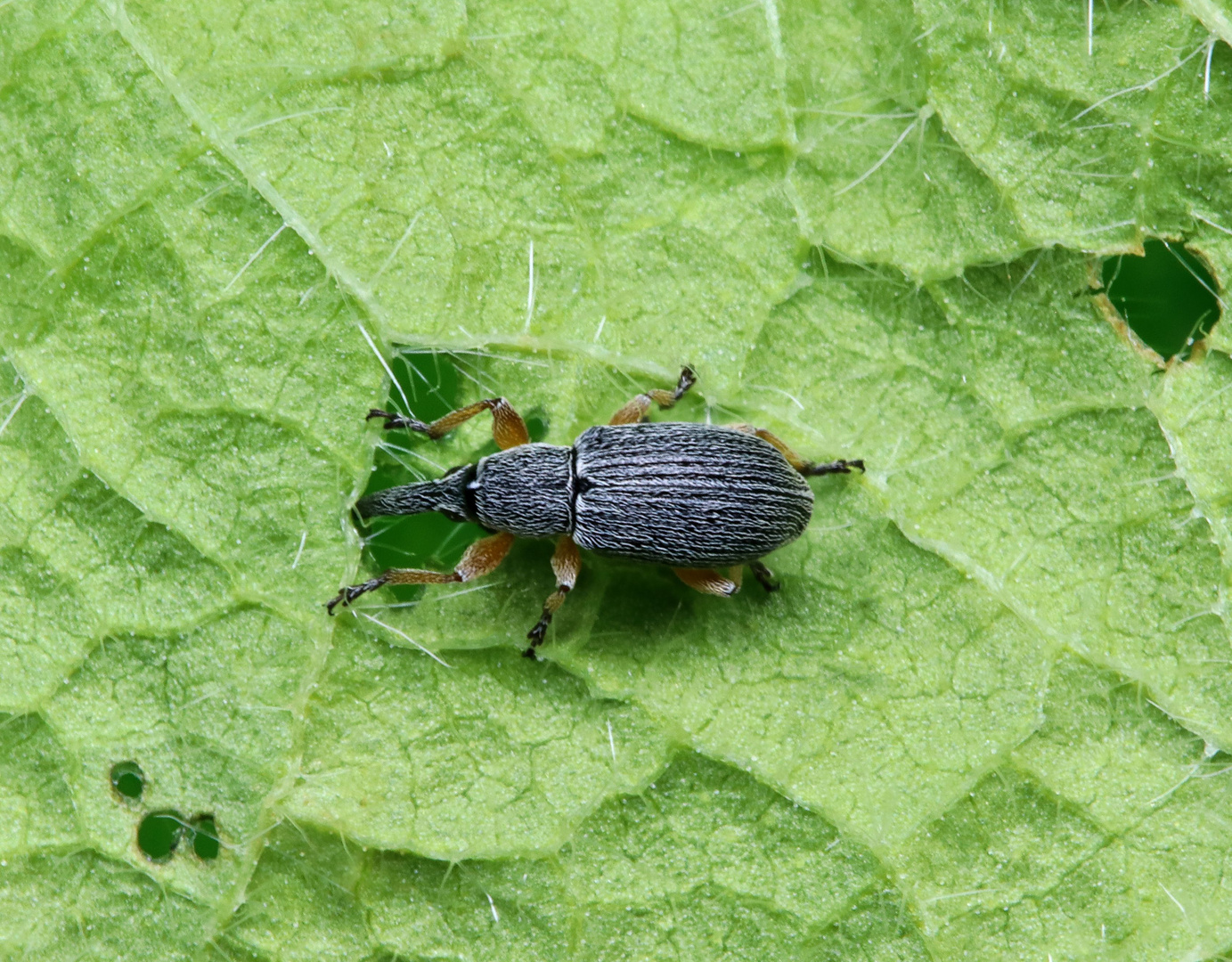 Langrüssliges Stockrosen-Spitzmäuschen (Rhopalapion longirostre)