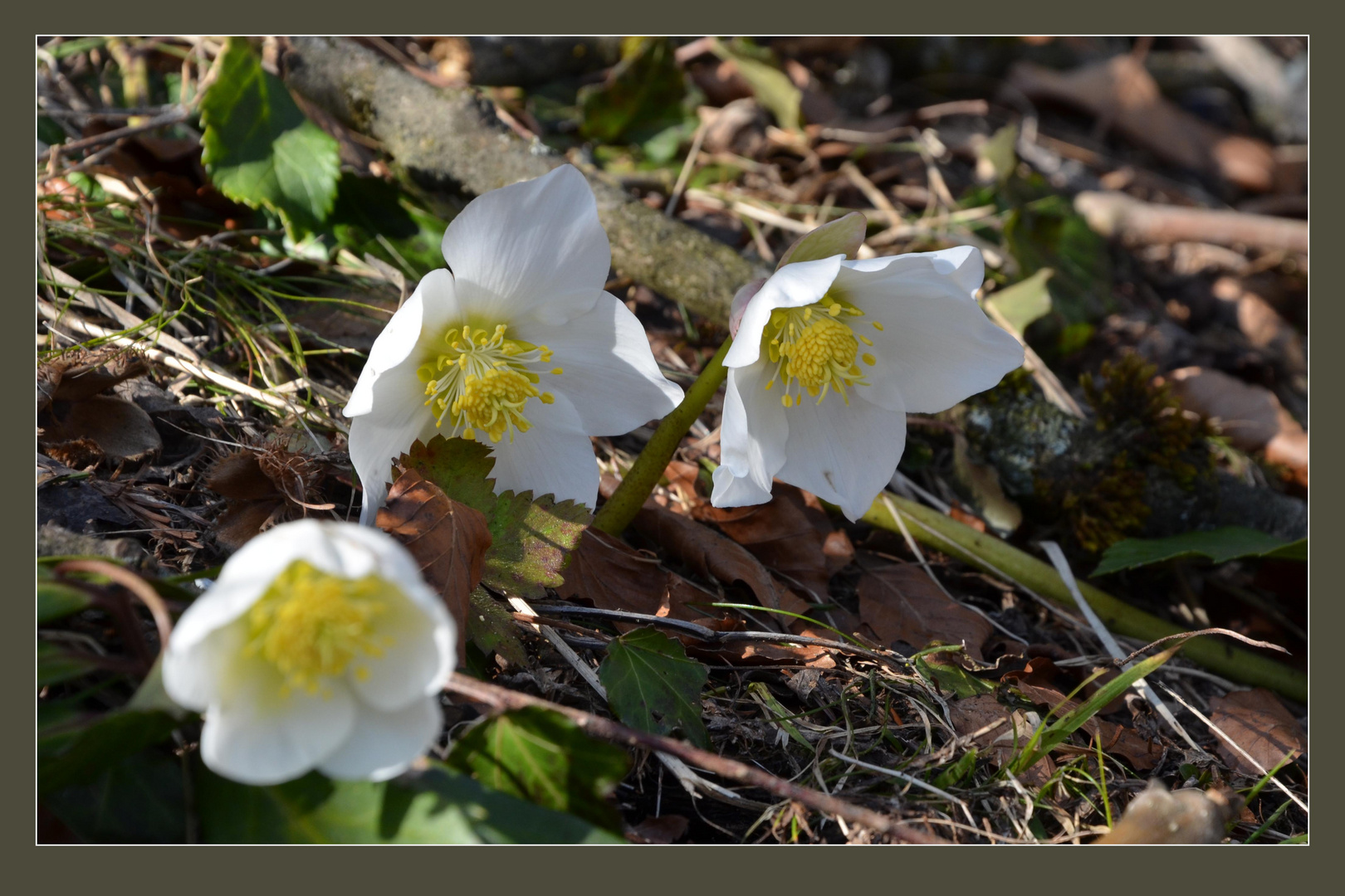 Langsam aber sicher kommt der Frühling auch zu uns in den Bergen