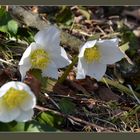 Langsam aber sicher kommt der Frühling auch zu uns in den Bergen