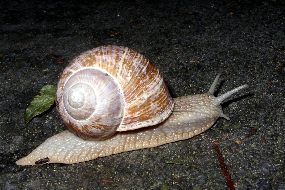 Langsam aber (un)sicher